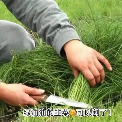 【基金表情包】炒基金 | 买股票 | 割韭菜 | 绿油油 | 亏哭了