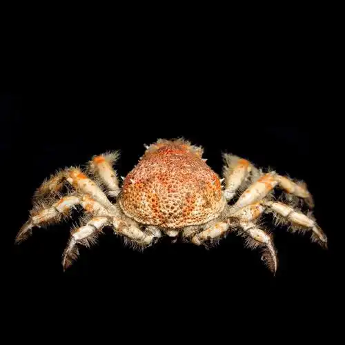 j. miers ,1879),蜘蛛蟹科,蜘蛛蟹属,国内分布:南海.