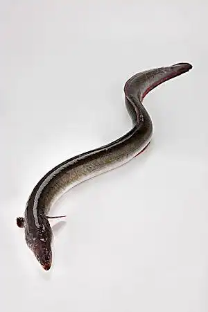 鳗鱼