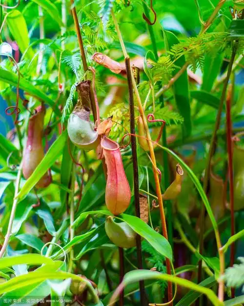 猪笼草,一种新鲜的天然肉食性热带爬行植物.
