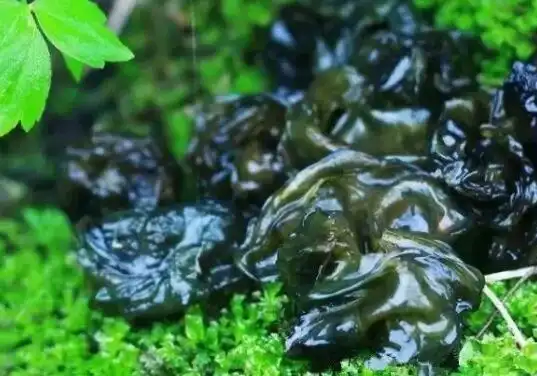 地耳图片地耳的功效与作用