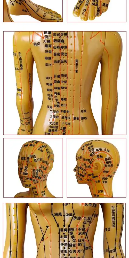 丰帆中医经络图针灸人体穴位模型全身男女小人铜人纯铜超清晰刻字硬