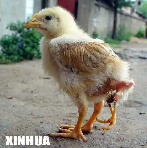 江西一小鸡天生四只脚行走和跳跃自如图