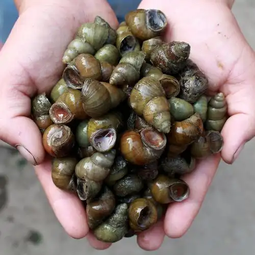 微山湖田螺鲜活新鲜野生淡水活体螺蛳粉石螺肉泥螺