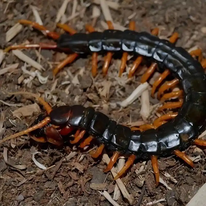 海关查获10只活体巨人蜈蚣,成虫体长达46厘米,一只可以泡一坛酒