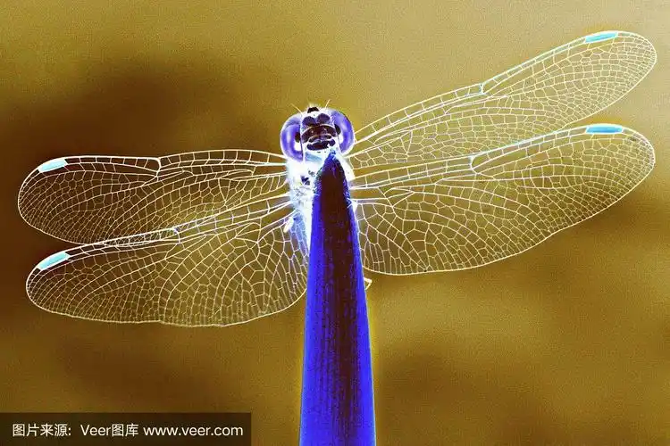 蜻蜓展开透明翅膀(负片技术)