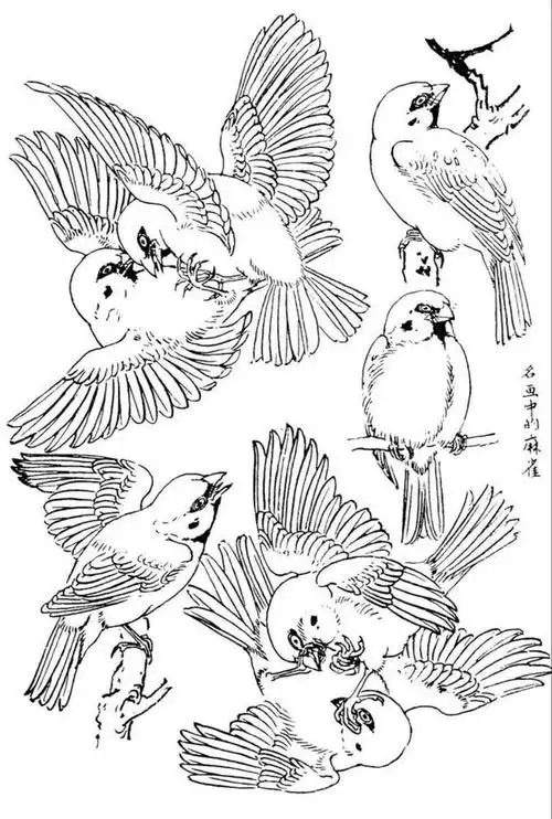 各种姿态的白描麻雀