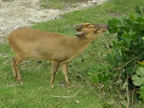 这是黄猄.学名为赤麂,为国家三级保护动物.