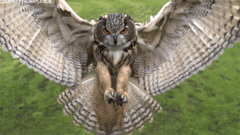 为什么猫头鹰嘴里会吐出一团毛球?答案你绝对想不到