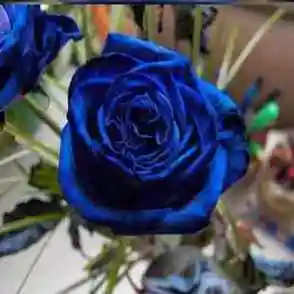 蓝色妖姬蓝玫瑰盆栽真花苗带花苞t内观赏花卉花盆四季绿植好养活