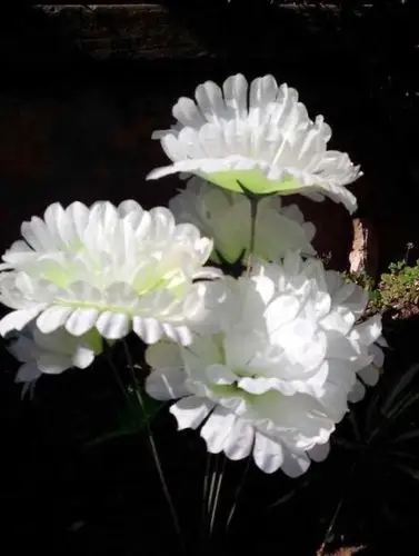 一束白花寄托哀思