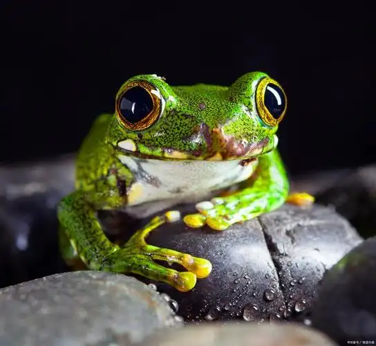 小学短文无语的青蛙怎么写