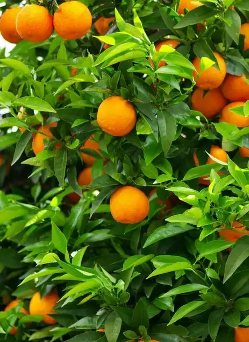 桔子树,吉.