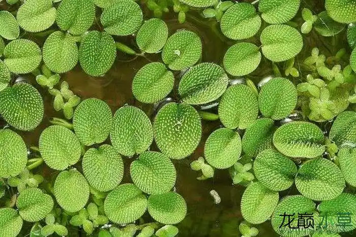 随波逐流的漂浮类水草