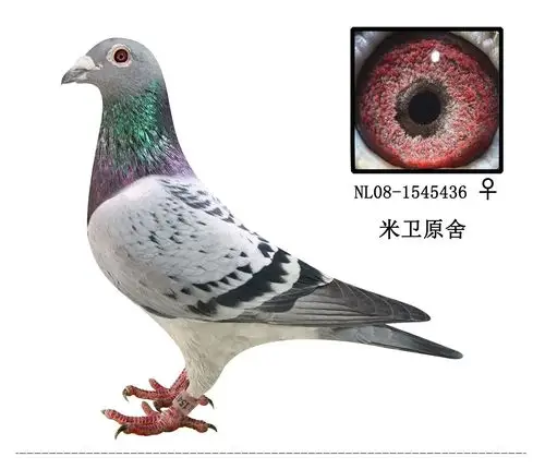 信鸽在线拍卖平台 - 中国信鸽信息网