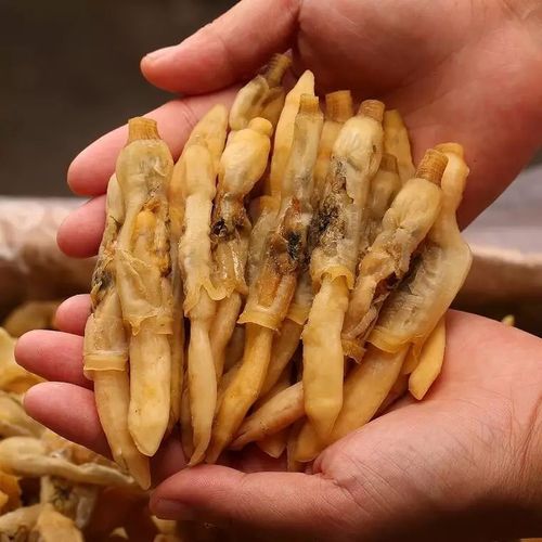 野生淡干竹节蛏子500克干蛏肉海鲜单头蛏贝类100g海鲜干货包邮