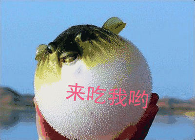 河豚观赏 - 优质问答专区