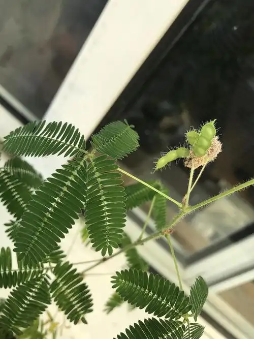 含羞草结种子喽