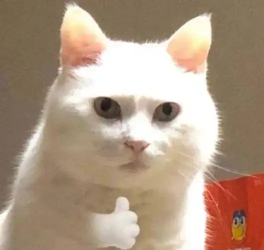 万能无字表情包