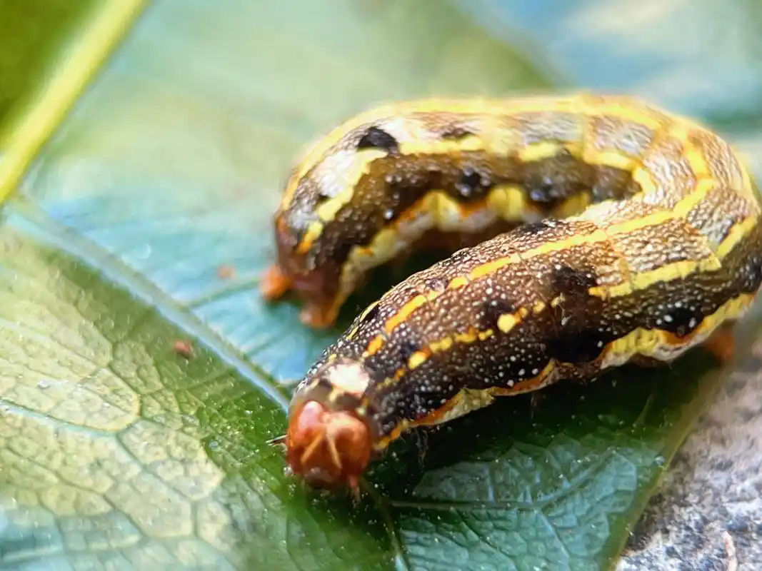 自然,昆虫小知识:斜纹夜蛾幼虫    斜纹夜蛾幼虫