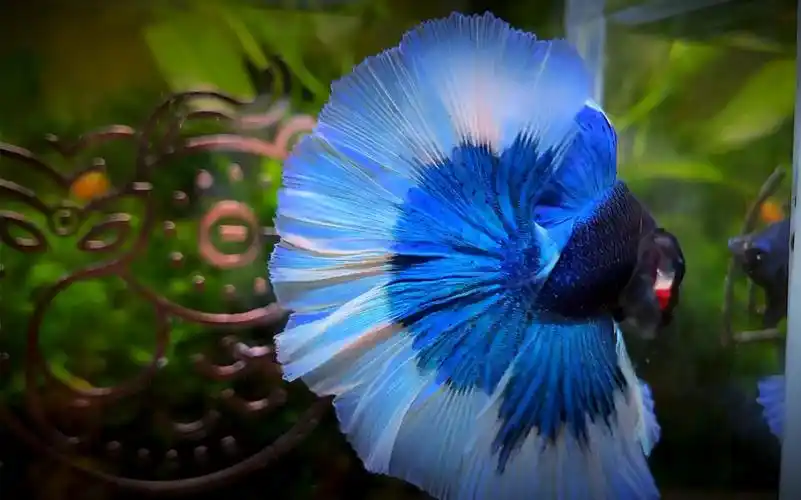 荧光蓝白边的蓝白蝶翼 实在是太仙 【泰国斗鱼】【半月斗鱼】