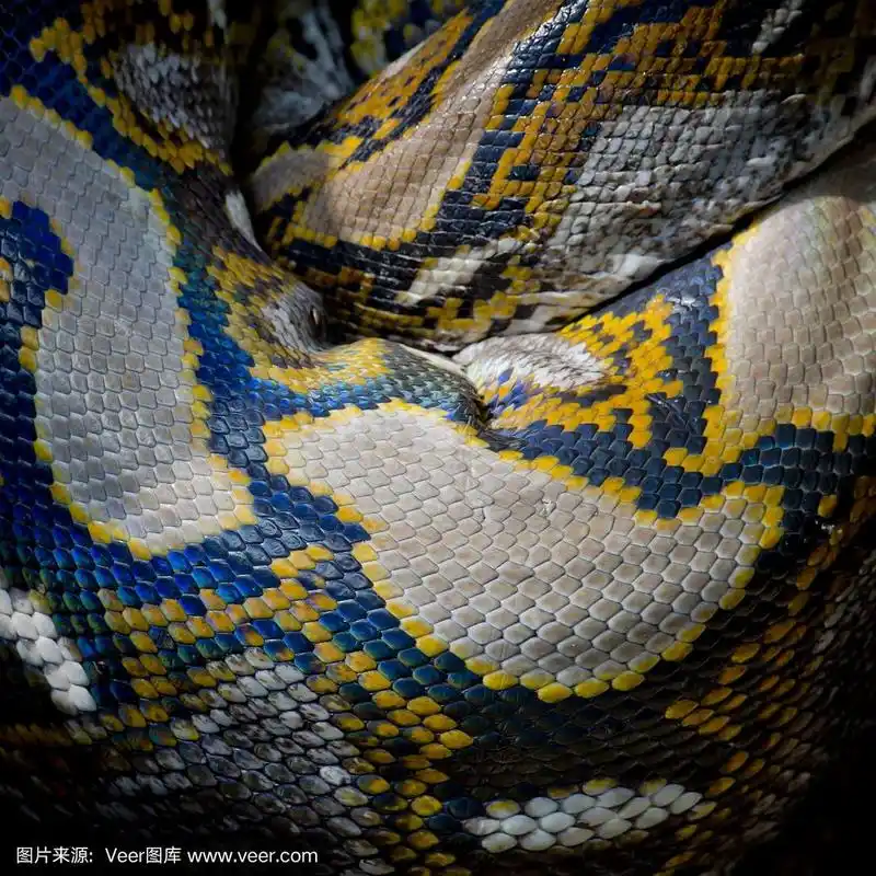 缅甸巨蟒特写照片