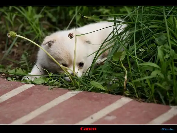 可爱的小毛毛,我家的新成员