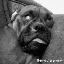 搞笑gif:这条狗是不是做恶梦了,表情看着好吓人呢