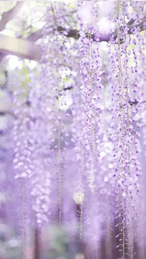 烂漫紫丁香高清手机壁纸小清新图片唯美图片植物图片紫色鲜花紫藤花