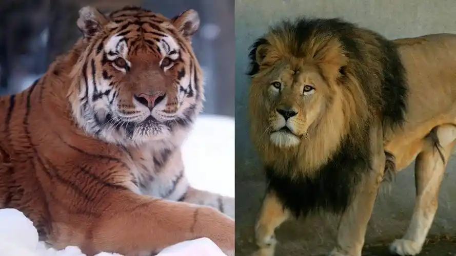 百兽之王虎狮之争之谜「动物未解之谜」