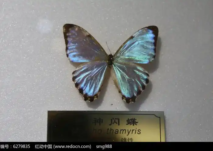 巴西歌神闪蝶标本高清图片下载_红动中国