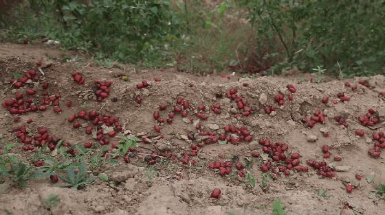百万斤红枣遭滞销数千枣农盼销路愿合余之力祝安享晚年