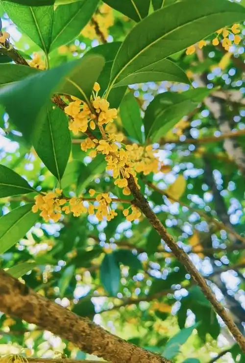 误入凡间的桂花,来桂林,流连忘返