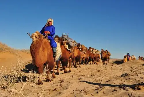 数量占全国13中国骆驼之乡有骆驼不吹牛