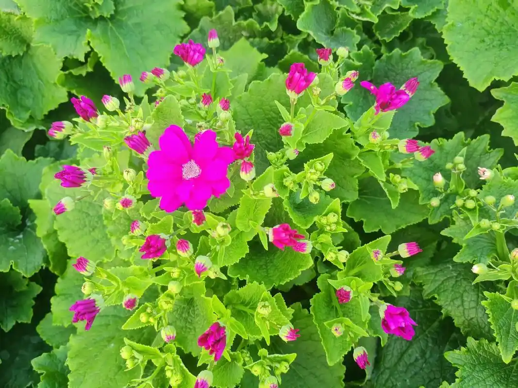 基地瓜叶菊大量出货,状态yyds#冬天开花的植物 #感受大自 - 抖音