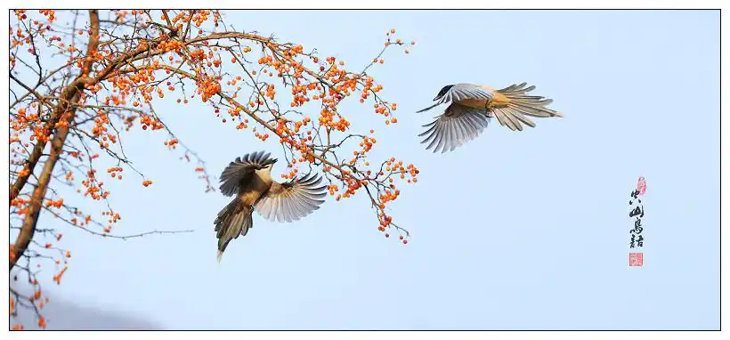 【空山鸟语摄影图片】生态摄影_太平洋电脑网摄影部落