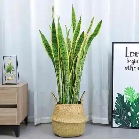 金边虎皮兰盆栽办公室客厅卧室绿植除甲醛净化空气好养活大型绿植