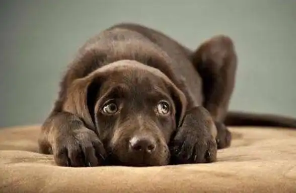 狗狗害怕什么鞭炮声还是打火机其实这些都不是它们最害怕的