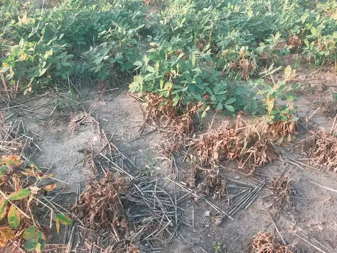 花生地下害虫,俗称钢子虫,生物学上叫做新黑地蛛蚧!