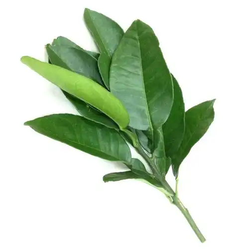 新鲜柚子叶沐浴祈福开运转运去晦气老树带枝叶当天现摘多省包邮