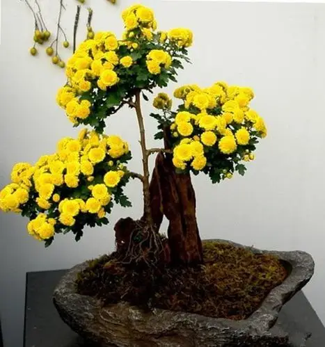 菊花盆栽的养殖方法与注意事项