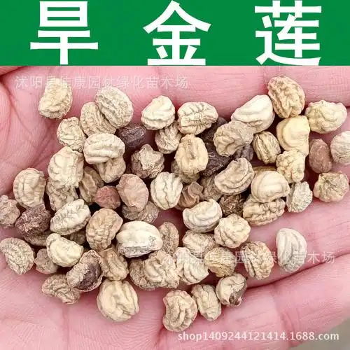 草花种子旱金莲种子旱荷金莲花种子旱莲花金钱莲1件1斤