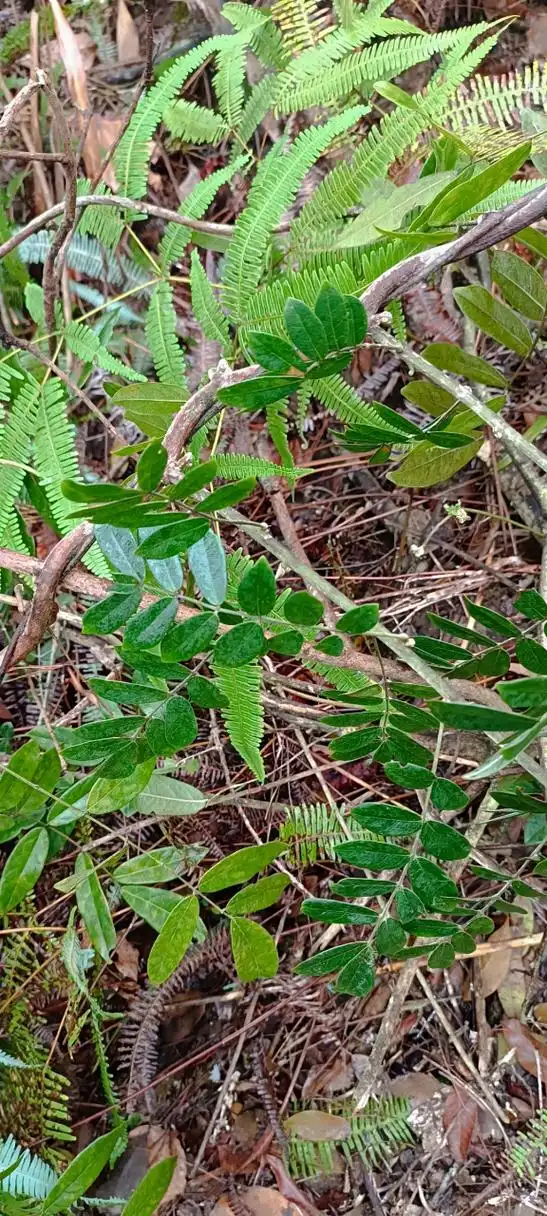 图文识百草,没有见过野生牛大力叶子长什么样子的看过来咯,这次让你们