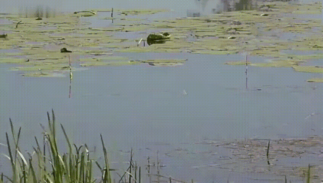 640_362gif 动态图 动图