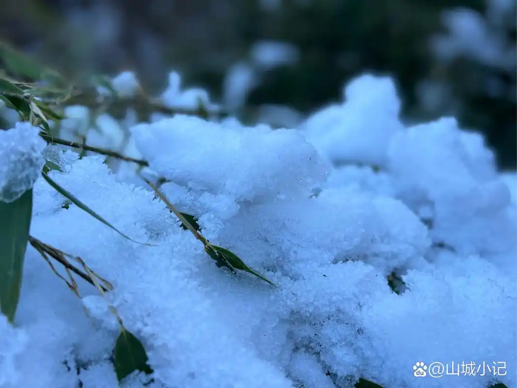 近日,我国北方大雪纷飞的画面,让西南f4实在是无比羡慕.