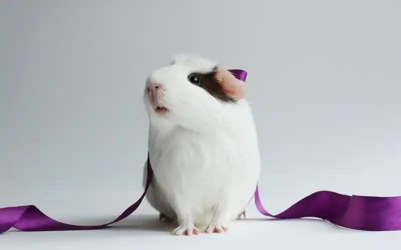 超可爱萌宠荷兰猪电脑桌面壁纸下载高清大图预览1920x1200_动物壁纸