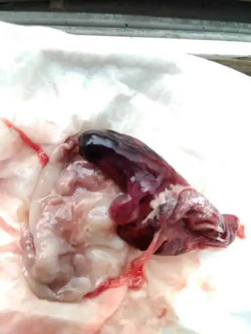 药流第一天,快烦死了.求安慰