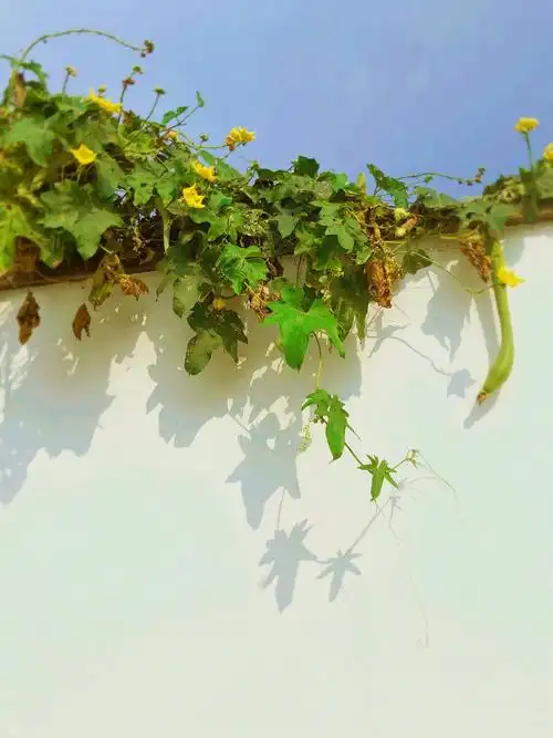 乡下人家总爱在屋前搭一瓜架碧绿的藤和叶构成了一道别有风趣的装饰