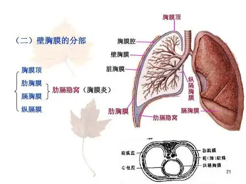 胸腔 壁胸膜膜 胸顶膜肋 膜胸膈胸膜 纵 膈 膜胸膜脏 肋 隐窝(膈膜胸