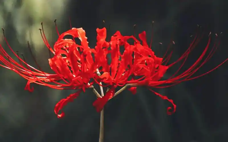 彼岸花到底多恐怖(彼岸花真有说的那么吓人吗)